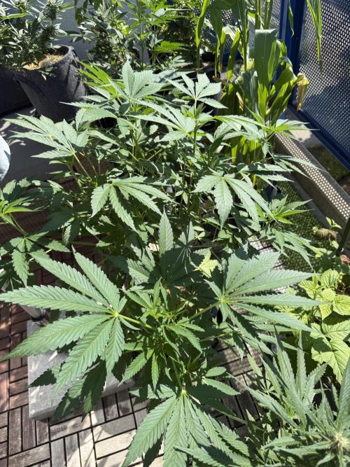 #2026 Balkon GROW Germany - Zkittels. Week 9 - Day #64