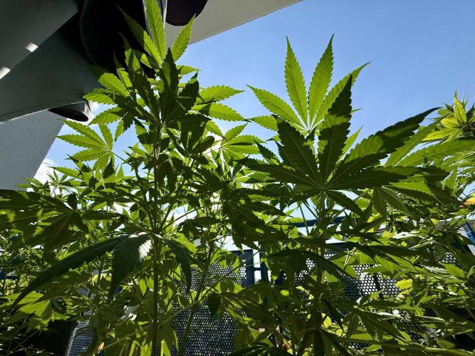 #2026 Balkon GROW Germany - Zkittels. Week 9 - Day #64