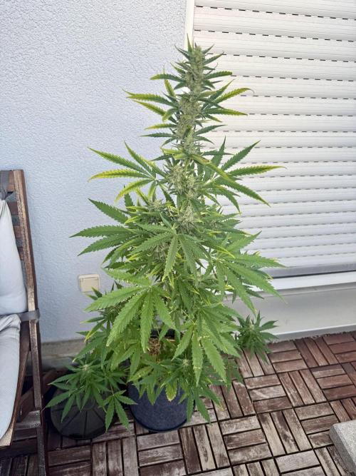 #2026 Balkon GROW Germany - GSC. Week 9 - Day #64