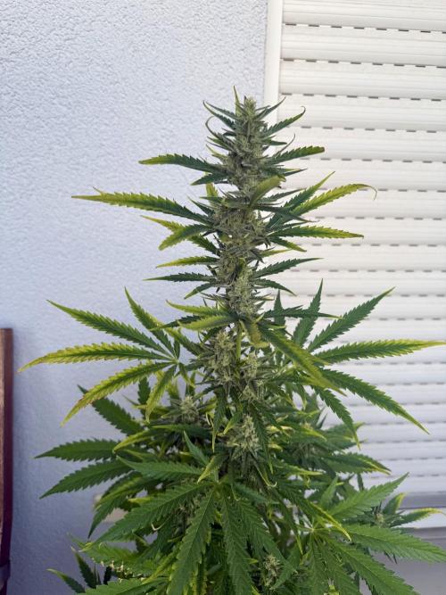 #2026 Balkon GROW Germany - GSC. Week 9 - Day #64