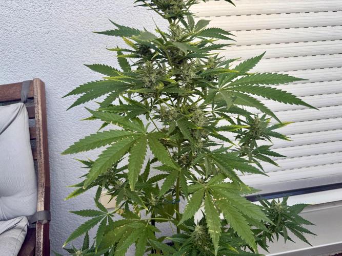 #2026 Balkon GROW Germany - GSC. Week 9 - Day #64