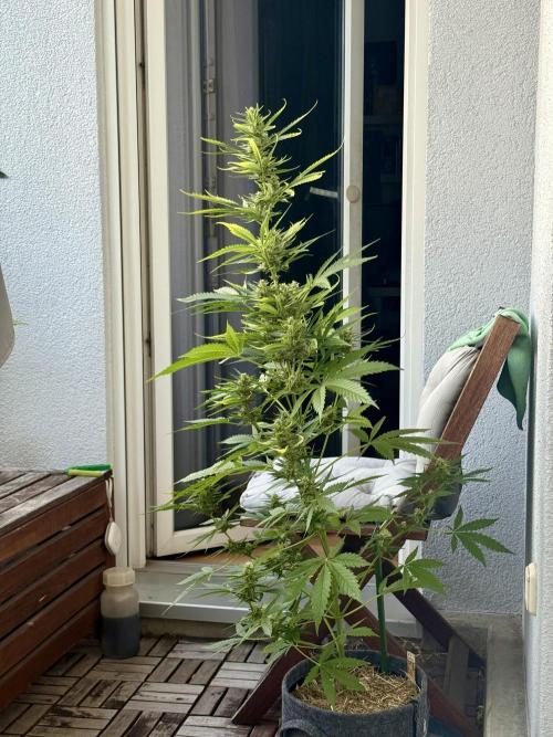 #2026 Balkon GROW Germany - GSC. Week 9 - Day #64