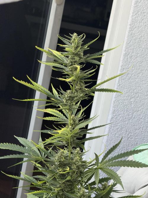 #2026 Balkon GROW Germany - GSC. Week 9 - Day #64