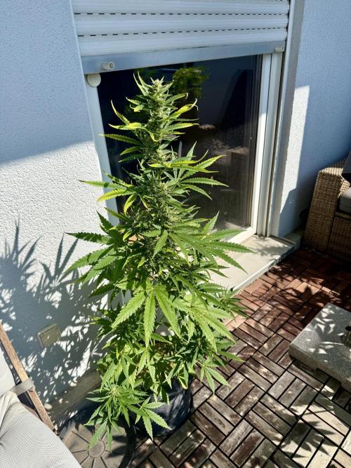 #2026 Balkon GROW Germany - GSC. Week 9 - Day #64