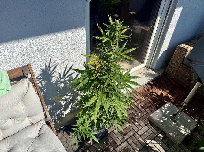 #2026 Balkon GROW Germany - GSC. Week 9 - Day #64