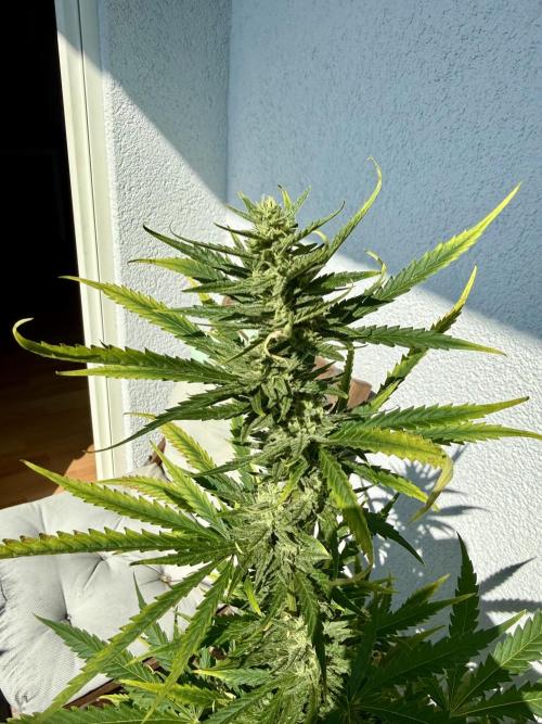 #2026 Balkon GROW Germany - GSC. Week 9 - Day #64