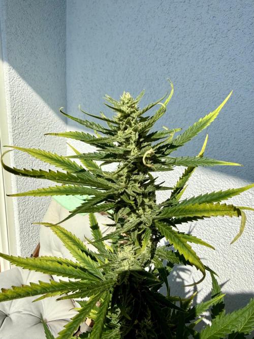 #2026 Balkon GROW Germany - GSC. Week 9 - Day #64