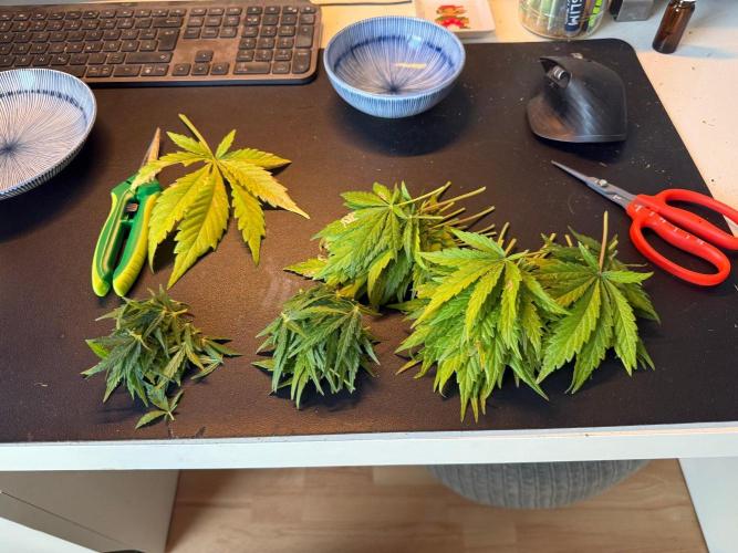 #2026 Balkon GROW Germany - Runtz. Week 11