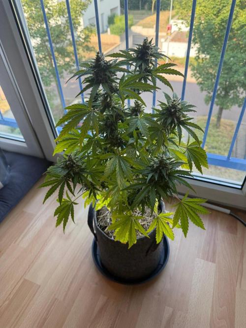 #2026 Balkon GROW Germany - Runtz. Week 11