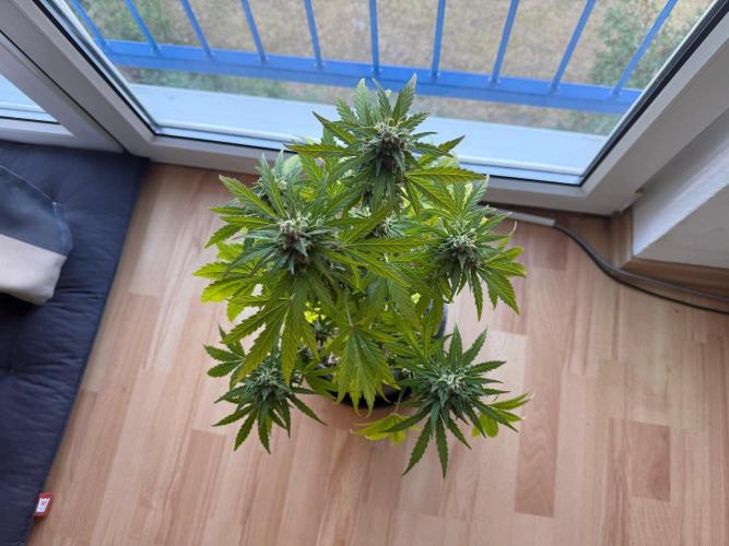 #2026 Balkon GROW Germany - Runtz. Week 11