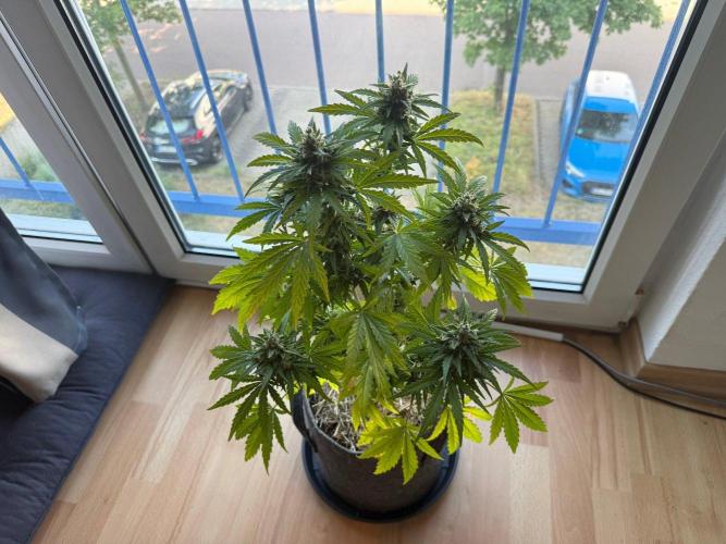 #2026 Balkon GROW Germany - Runtz. Week 11