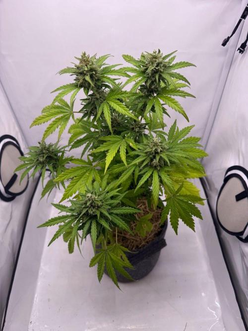 #2026 Balkon GROW Germany - Runtz. Week 11