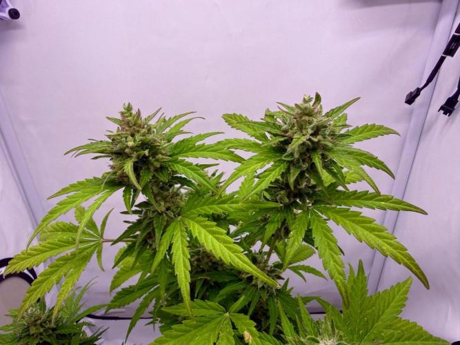 #2026 Balkon GROW Germany - Runtz. Week 11