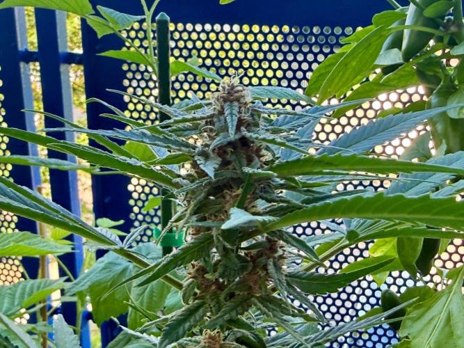 #2026 Balkon GROW Germany - Erdberre. Week 9 - Day #65