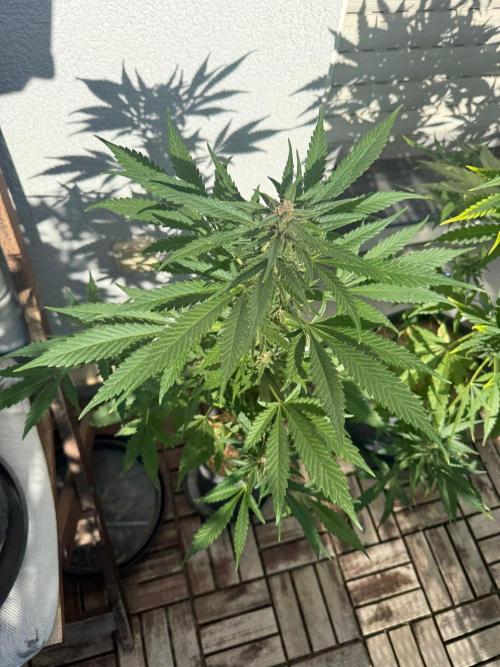 #2026 Balkon GROW Germany - Erdberre. Week 9 - Day #65