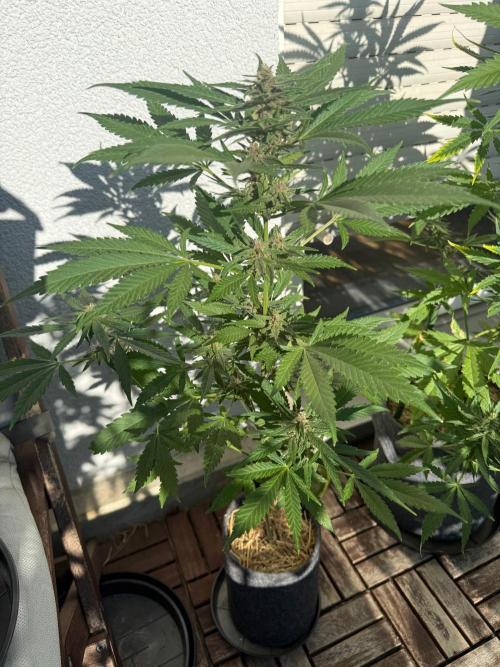 Strawberry Gorilla Auto RF3. Week 9