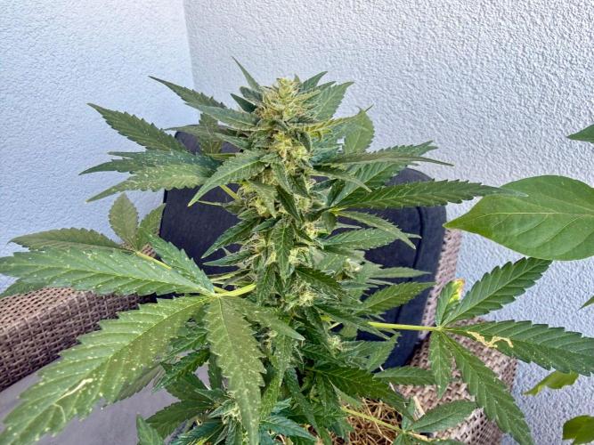 #2026 Balkon GROW Germany - Hindu Kush. Week 9 - Day #68