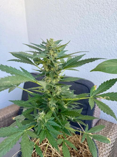 #2026 Balkon GROW Germany - Hindu Kush. Week 9 - Day #68