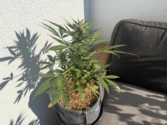 #2026 Balkon GROW Germany - Hindu Kush. Week 9 - Day #68