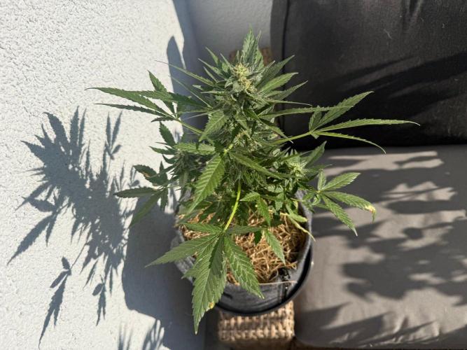 #2026 Balkon GROW Germany - Hindu Kush. Week 9 - Day #68