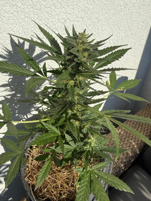 #2026 Balkon GROW Germany - Hindu Kush. Week 9 - Day #68
