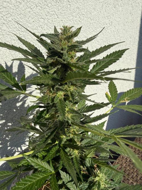#2026 Balkon GROW Germany - Hindu Kush. Week 9 - Day #68