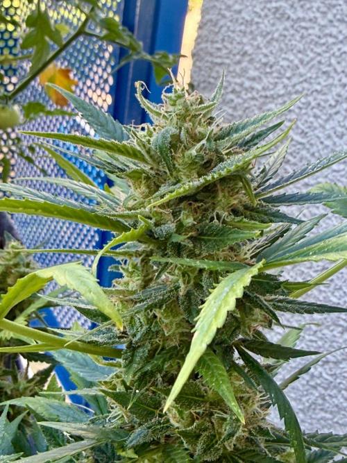 #2026 Balkon GROW Germany - Maui Wowie. Week 10 - Day #69