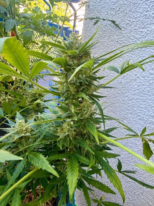 #2026 Balkon GROW Germany - Maui Wowie. Week 10 - Day #69