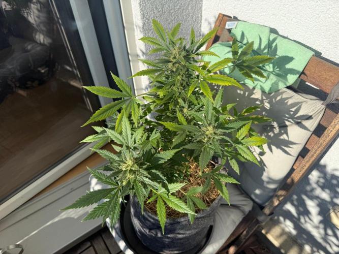 #2026 Balkon GROW Germany - Maui Wowie. Week 10 - Day #69