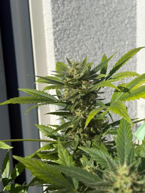 #2026 Balkon GROW Germany - Maui Wowie. Week 10 - Day #69