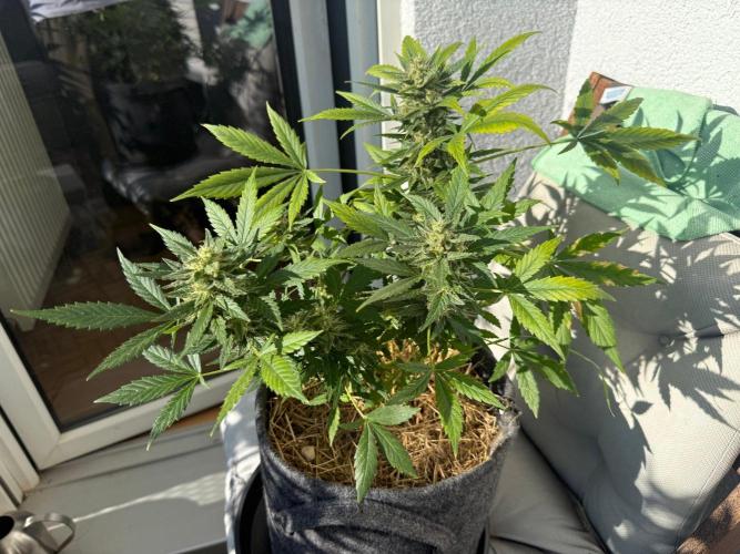 #2026 Balkon GROW Germany - Maui Wowie. Week 10 - Day #69