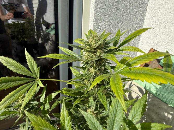 #2026 Balkon GROW Germany - Maui Wowie. Week 10 - Day #69