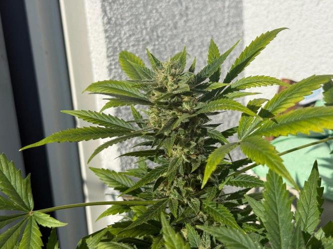 #2026 Balkon GROW Germany - Maui Wowie. Week 10 - Day #69