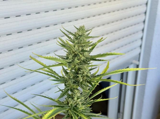 #2026 Balkon GROW Germany - GSC. Week 10 - Day #72