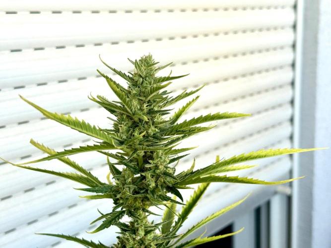 #2026 Balkon GROW Germany - GSC. Week 10 - Day #72
