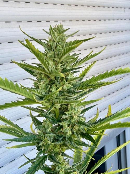 #2026 Balkon GROW Germany - GSC. Week 10 - Day #72