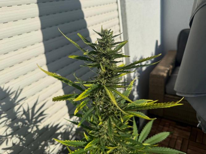 #2026 Balkon GROW Germany - GSC. Week 10 - Day #72