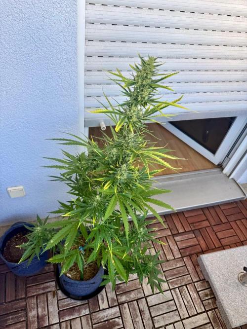 #2026 Balkon GROW Germany - GSC. Week 10 - Day #72