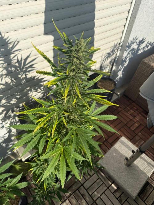 #2026 Balkon GROW Germany - GSC. Week 10 - Day #72