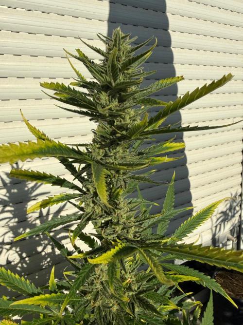 #2026 Balkon GROW Germany - GSC. Week 10 - Day #72