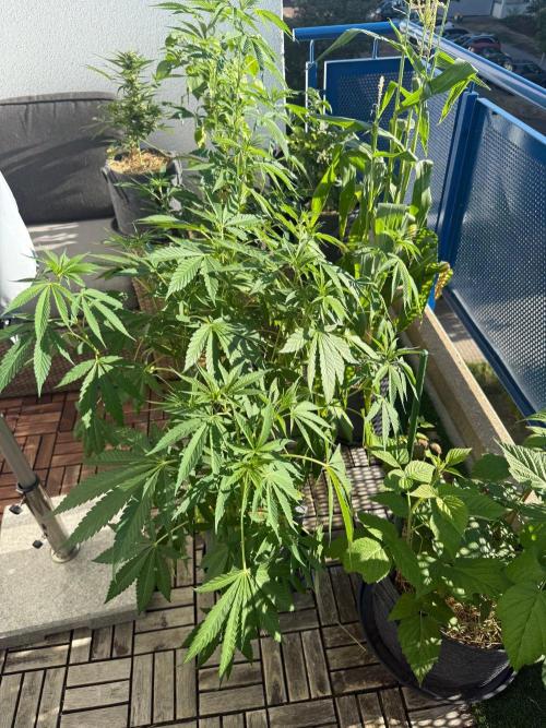 #2026 Balkon GROW Germany - Zkittels. Week 10 - Day #73