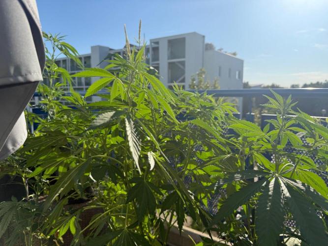 #2026 Balkon GROW Germany - Zkittels. Week 10 - Day #73