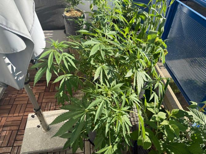 #2026 Balkon GROW Germany - Zkittels. Week 10 - Day #73