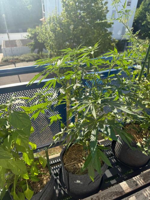 #2026 Balkon GROW Germany - Purple. Week 9 - Day #66