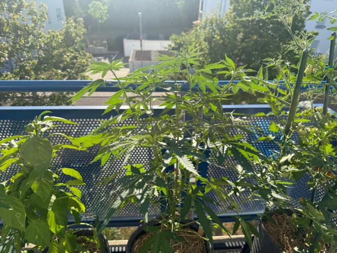 #2026 Balkon GROW Germany - Purple. Week 9 - Day #66