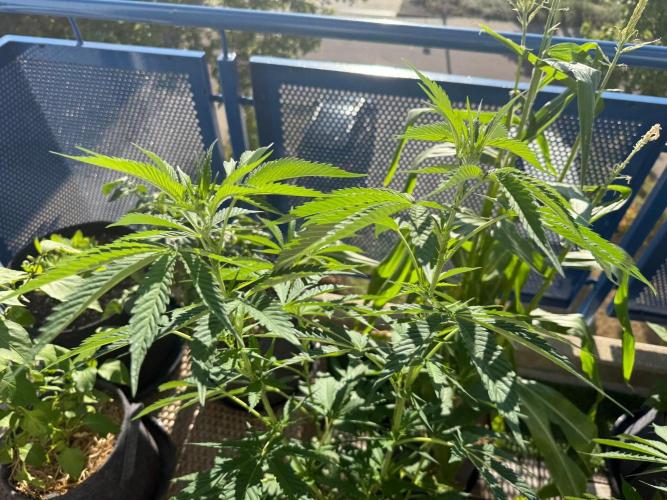 #2026 Balkon GROW Germany - All Gas OG. Week 10 - Day #70