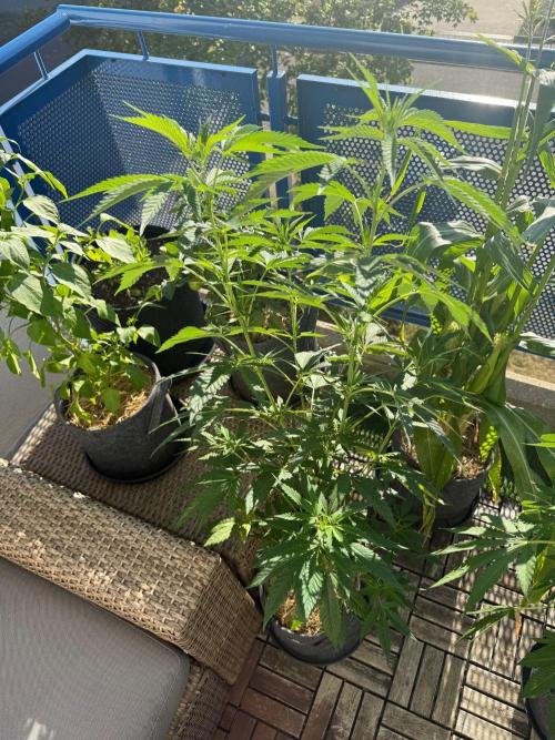#2026 Balkon GROW Germany - All Gas OG. Week 10 - Day #70