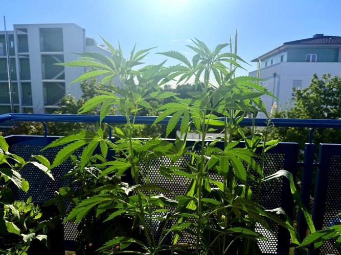 #2026 Balkon GROW Germany - All Gas OG. Week 10 - Day #70