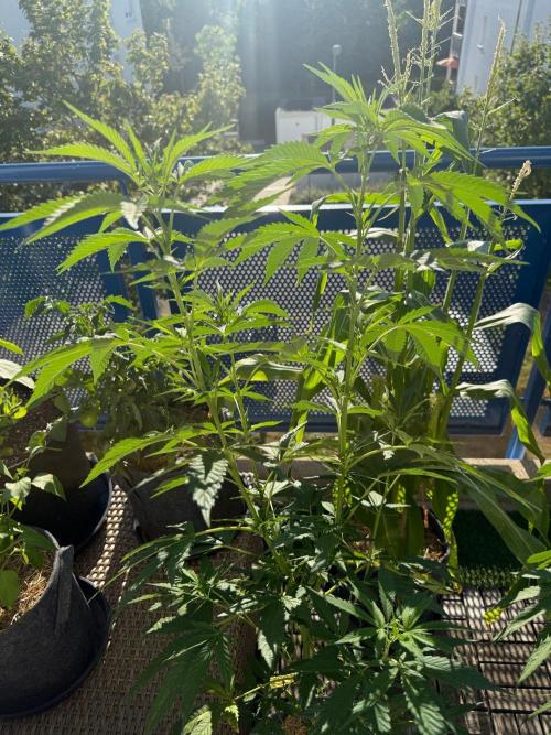#2026 Balkon GROW Germany - All Gas OG. Week 10 - Day #70