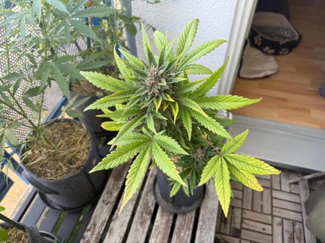 #2026 Balkon GROW Germany - Red Poison. Week 9 - Day #66
